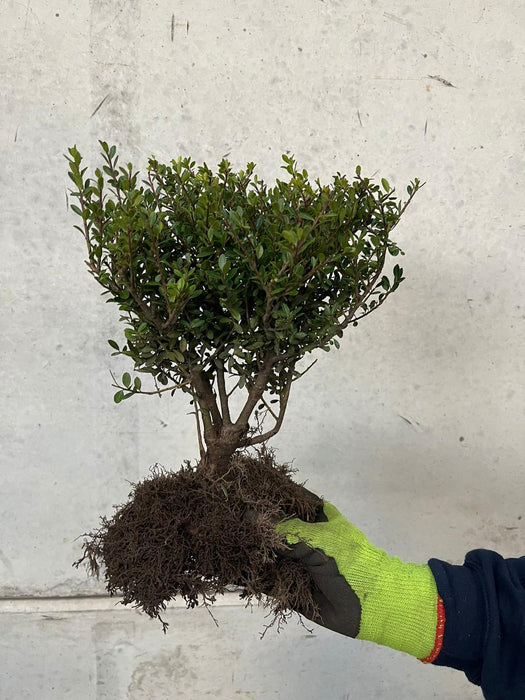 Ilex Crenata Green Hedge 20/30cm Bare Root Pre Order For November