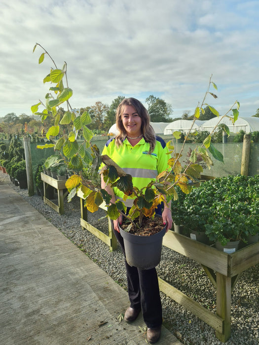 Hamamelis Pallida 12 Litre Pot 60/100cm Tall