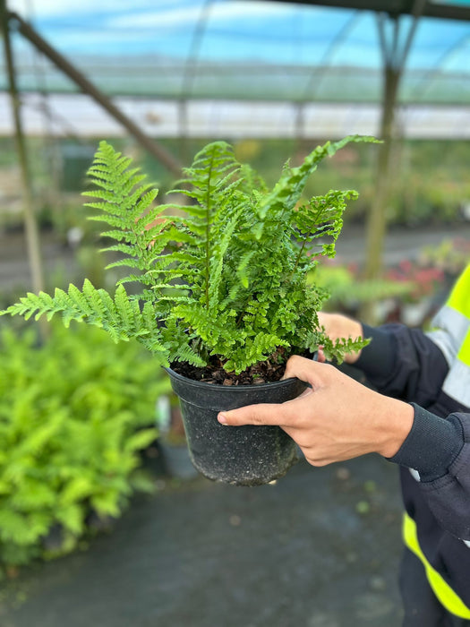 Dryopteris filix- mas Crispa Cristata 3 Litre Pot