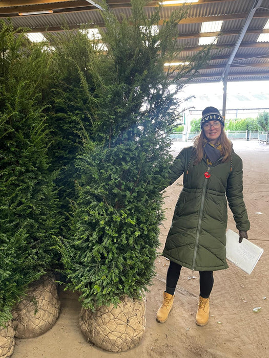 Yew Hedging Root Ball Pruned Solitaire 190/200cm