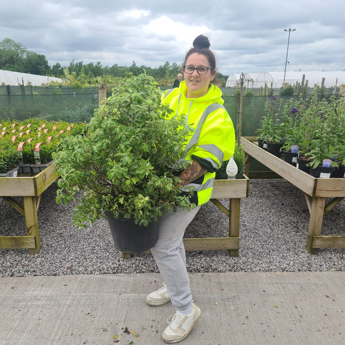 Pittosporum Tenuifolium Gold Star 15 Litre Pot