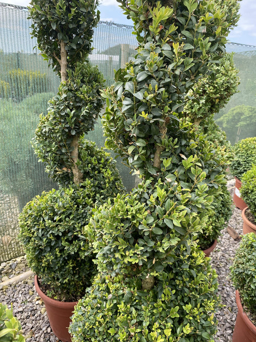 Buxus Spiral 120cm