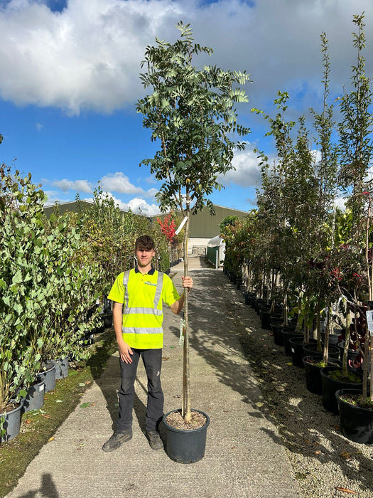 Sorbus aucuparia Wettra 25 litre Pot