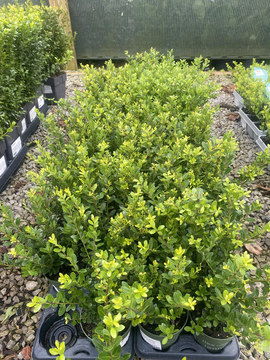 Ilex Crenata Hedging Jenny 10cm Pot