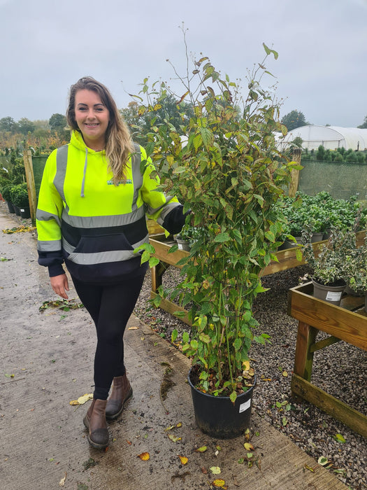 Kerria Japonica Golden Guinea 20 Litre Pot 150/160cm Tall