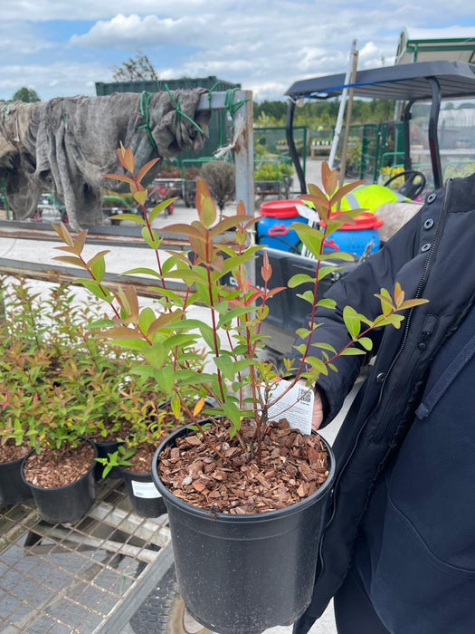 Hypericum Hidcote 3 Litre Pot