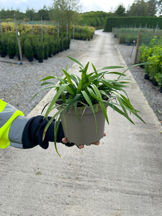 Liriope Muscari Moneymaker 2 Litre Pot