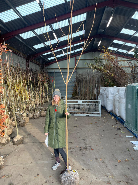 Prunus Kanzan Standard 8-10cm Girth Rootballed