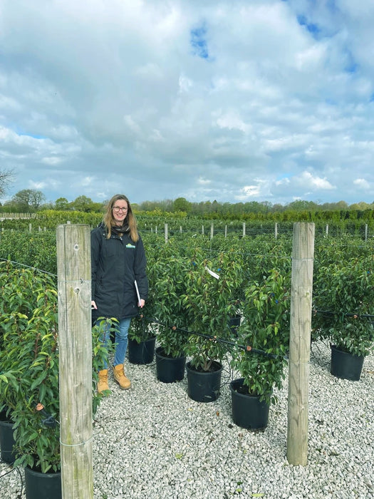 Portuguese Laurel Hedging 100/125cm Root Ball