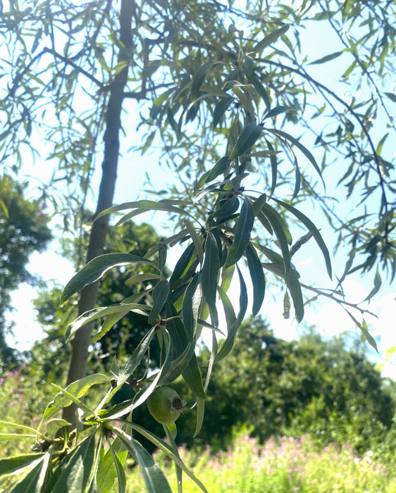 Pyrus salicifolia Pendula Standard 6-8cm