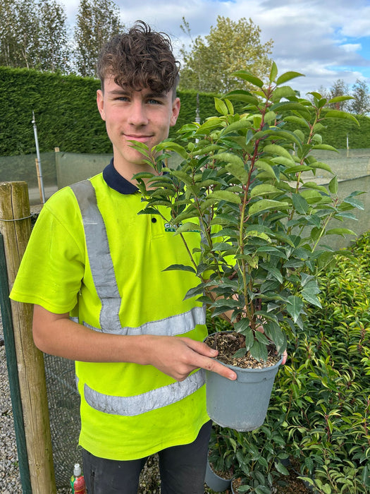 Portuguese Laurel Myrtifolia 2.5 Litre Pot 40/50cm Bush