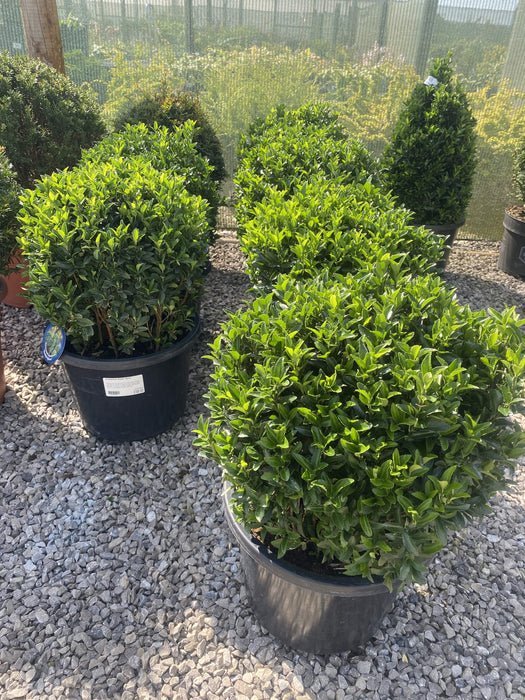 Euonymus Jap. Green Spire Ball 12 Litre Pot 35cm