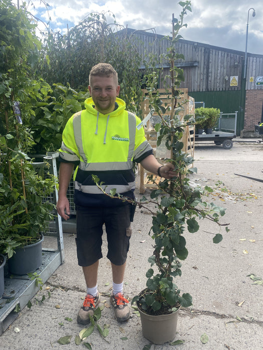 Hydrangea Petiolaris 10 Litre Pot