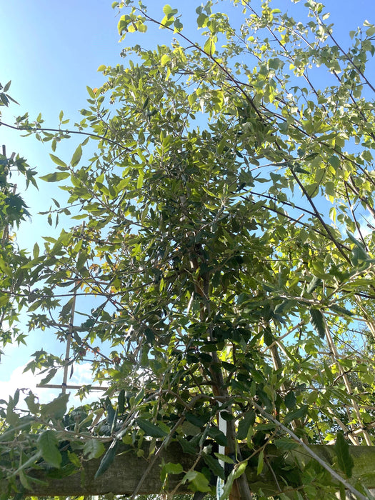 Quercus Ilex Full Standard 6-8cm Girth 20 Litre Pot