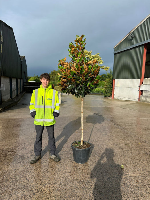 Magnolia Grandiflora Little Gem 30 Litre Pot Half Standard