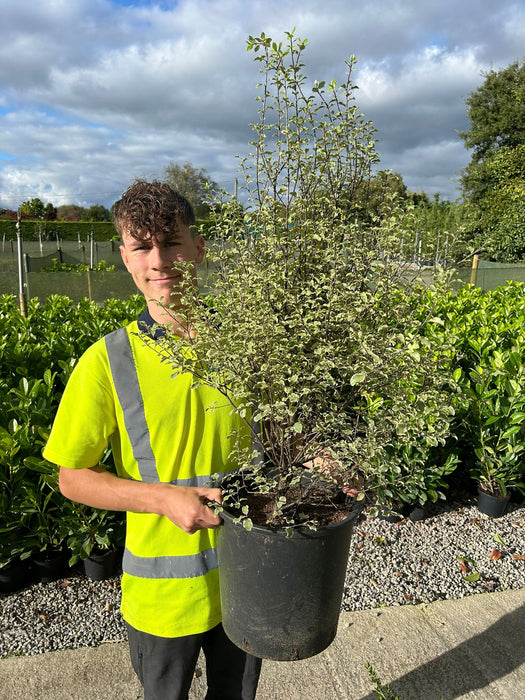 Pittosporum Tenuifolium Victoria15 Litre Pot