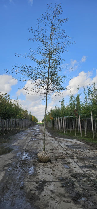 Alnus glutinosa Imperialis 12/14cm Girth