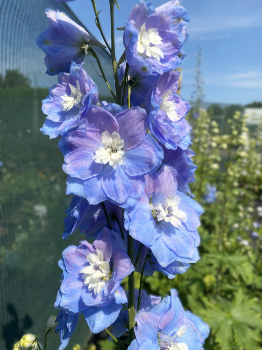 Delphinium Sky Blue White Bee 3 Litre Pot