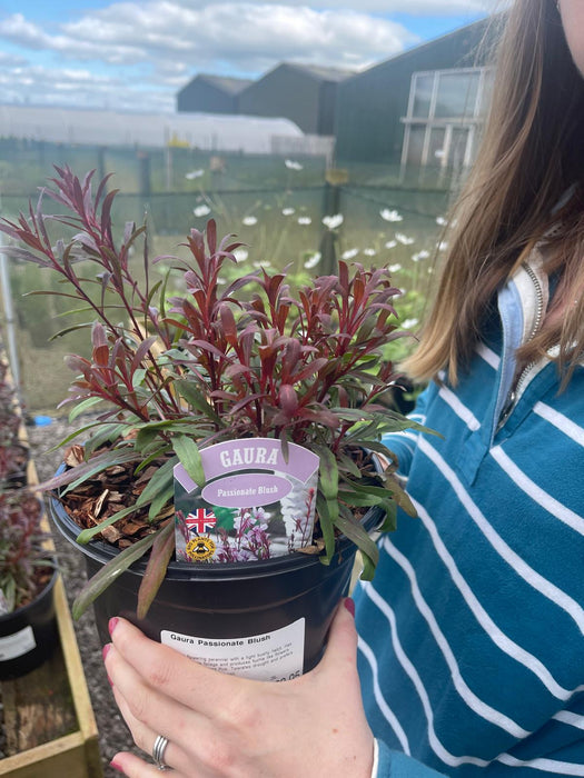 Gaura Passionate Blush 3 Litre Pot