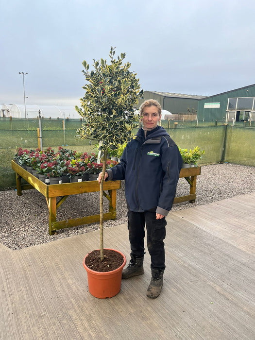 Ilex Aquifolium Argentea Marginata 20 Litre 1/2 Standard 110cm Stem