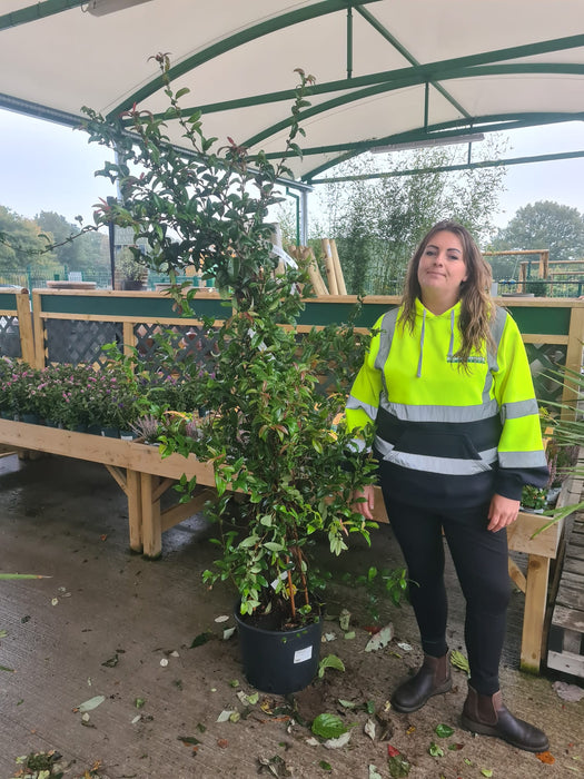 Chaenomeles speciosa Nivalis 20 Litre Pot 180/190cm