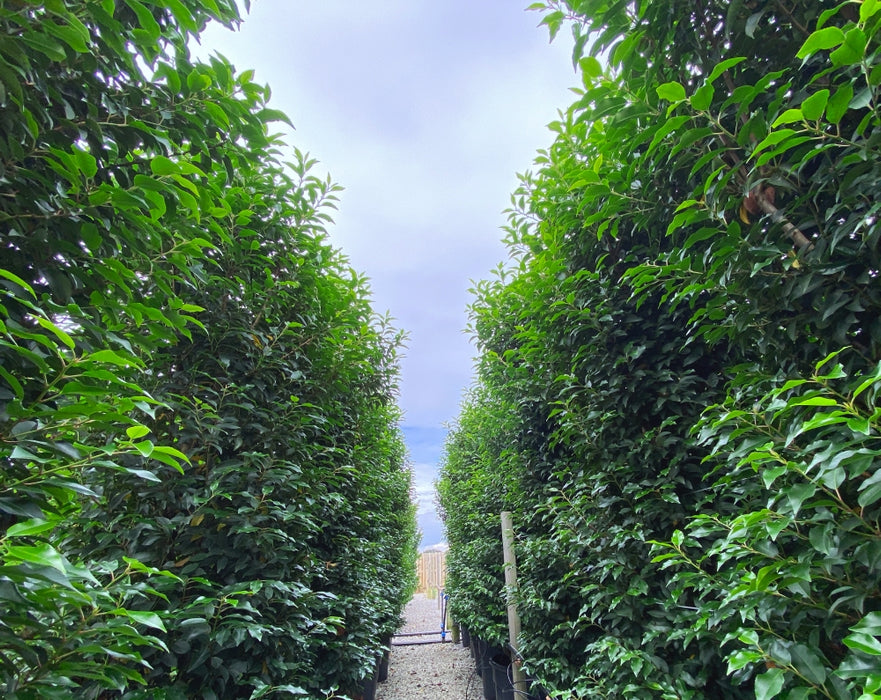 Portuguese Laurel 180/200cm Root Ball