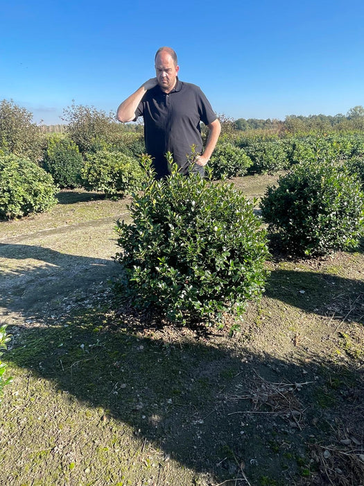 Ilex Meserveae Blue Maid Root Ball, Topiary Ball 90/100cm Dug To Order