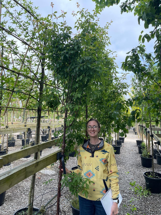 Acer Griseum Standard 8/10 cm Girth Tree