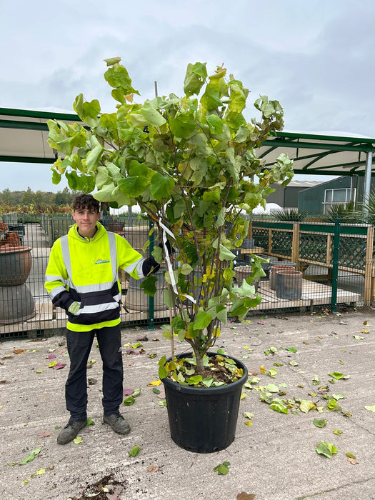 Cercis canadensis Hearts of Gold 110 Litre Pot 180/200cm