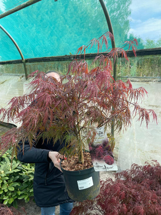 Acer palmatum dissectum Garnet 5 Litre Pot 50cm Stem