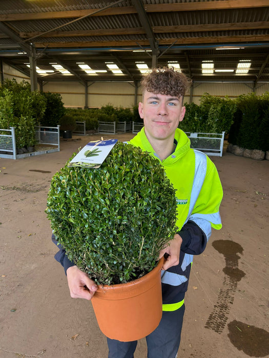 Buxus Ball 40/45cm