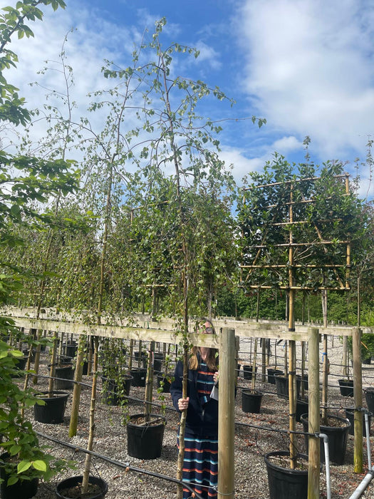 Betula Pendula Youngii Rootballed Standard 8-10cm Girth Delivery November