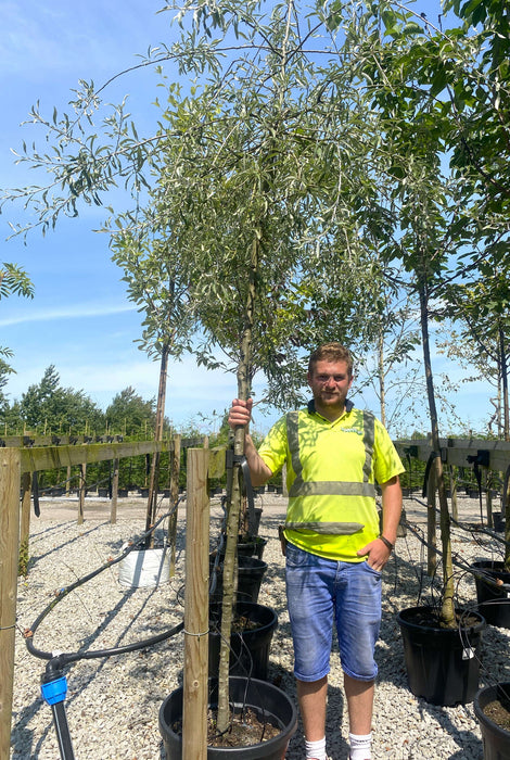 Pyrus salicifolia Pendula Standard 6-8cm