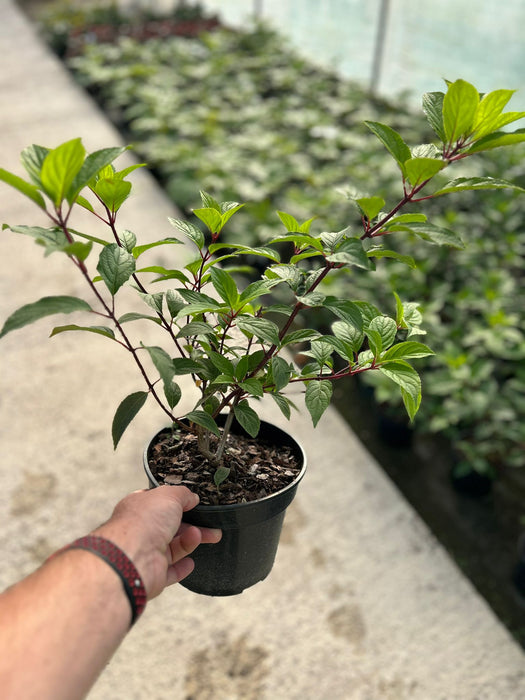 Hydrangea paniculata Vanille Fraise 3 Litre Pot