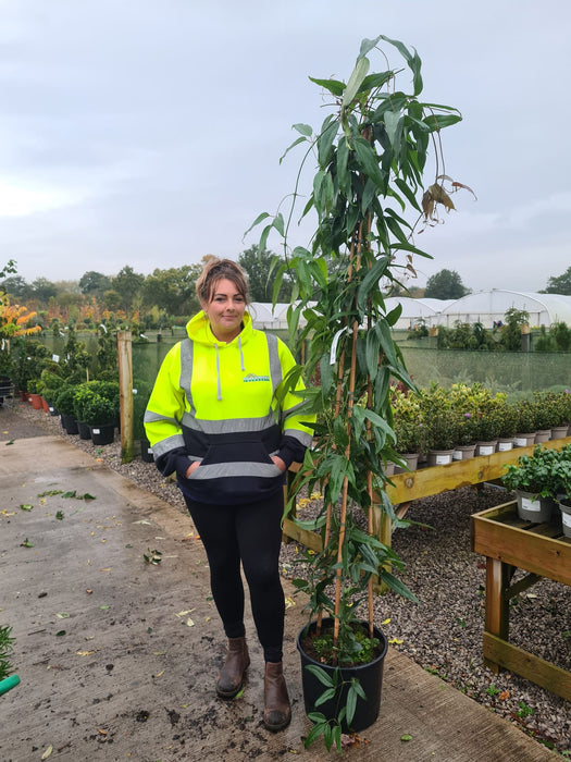 Clematis Armandii 20 Litre Pot 180/190cm Tall