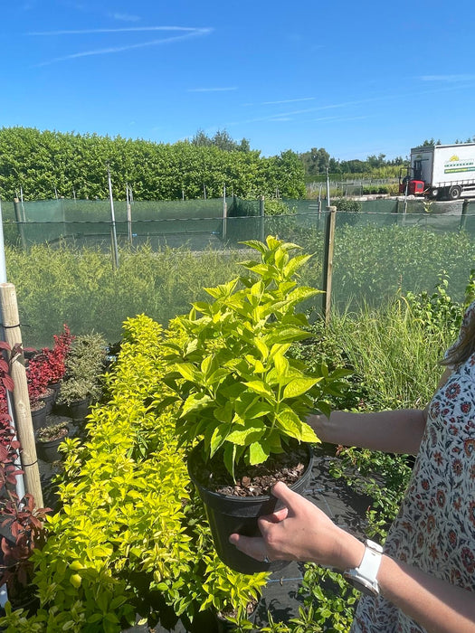 Philadelphus coronarius Aureus 3 Litre Pot